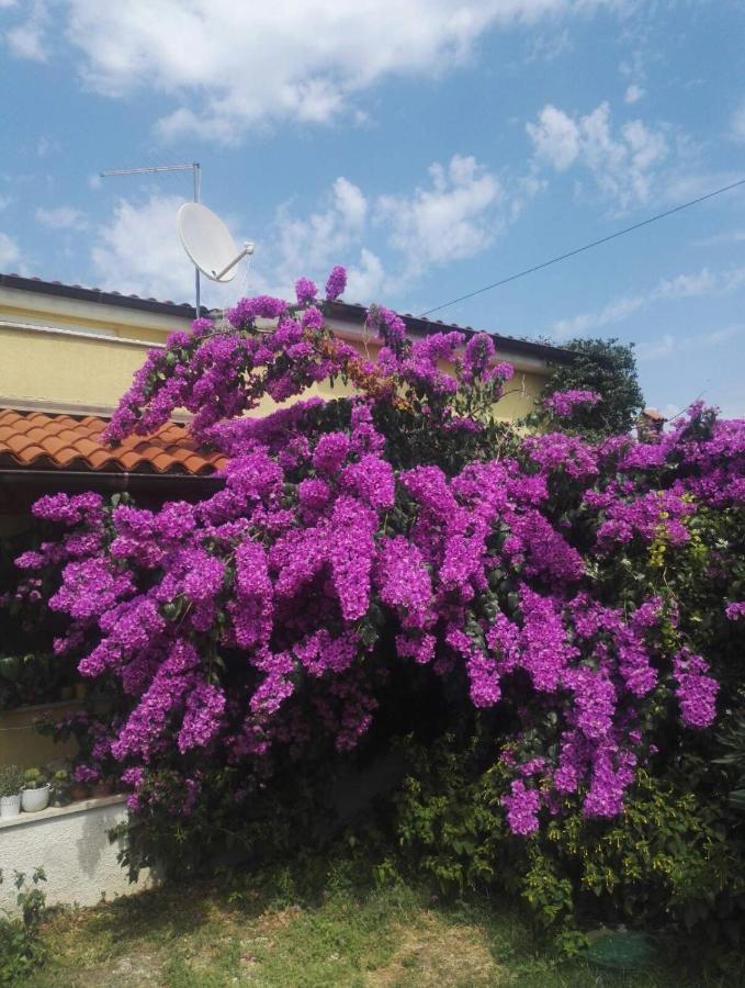 Apartment Samanta Šišan Bagian luar foto